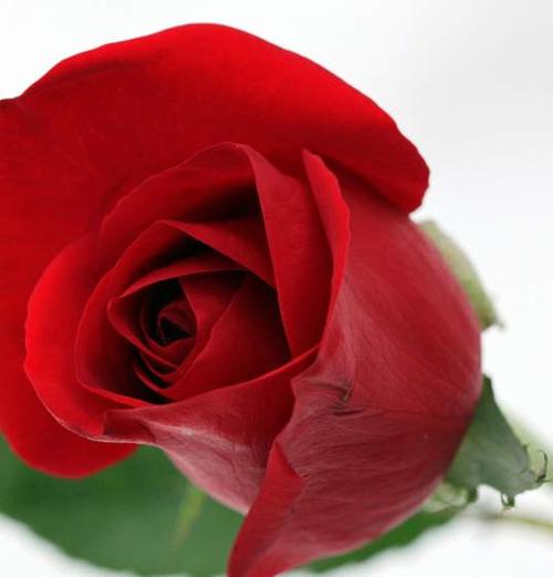 智利红玫瑰是成长缓慢美丽的一种植物