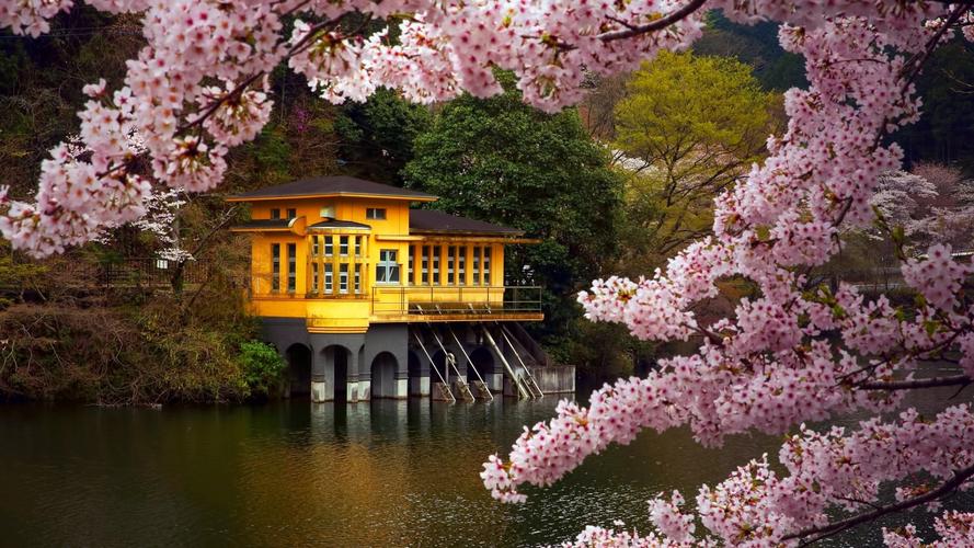 花卉,风景,建筑,自然,城市,樱花,自然风景,电脑壁纸,壁纸日本樱花风景