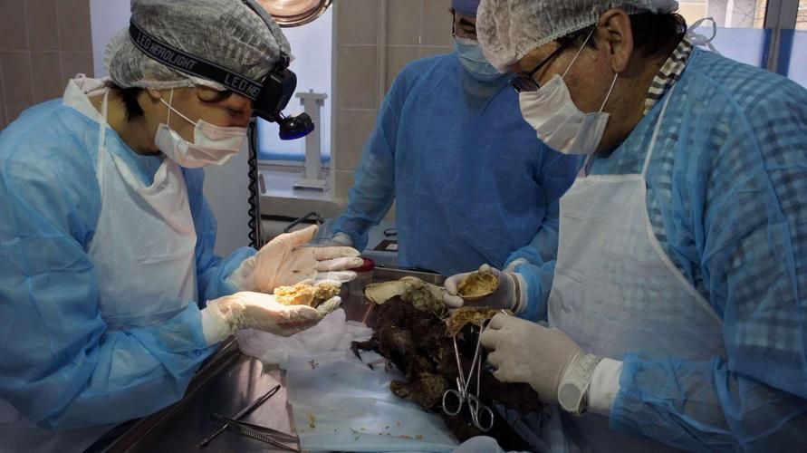 为了解该犬吃的食物,科学家们对尸体进行解剖,取出体内的胃,他们