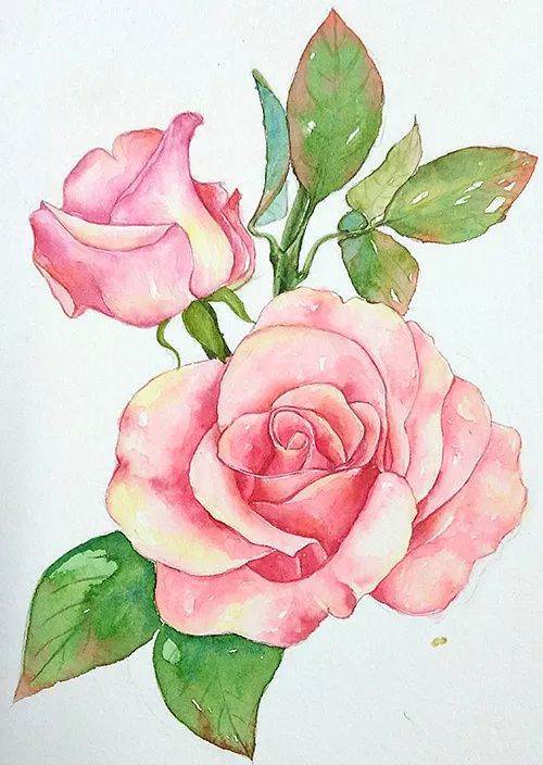 玫瑰花水彩画线稿玫瑰花手绘线稿
