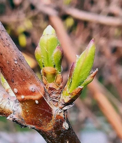 其它 [寻找春天] 新芽经过一冬的蜇伏,小嫩芽在第一时间感觉春天的