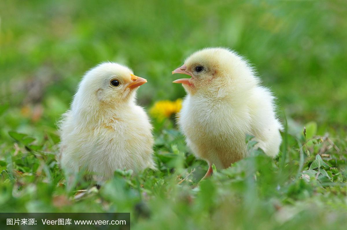 两只可爱的小鸡站在草地上