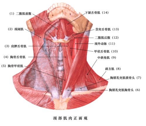 口腔颌面部骨骼肌肉解剖图谱