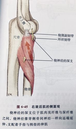 旋后肌解剖图,桡神经深支被旋后肌腱弓卡压,引起局部疼痛,伸腕肌力