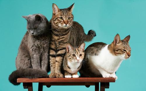 四只猫,桌子,绿色背景壁纸,高清图片,壁纸,动物-桌面城市