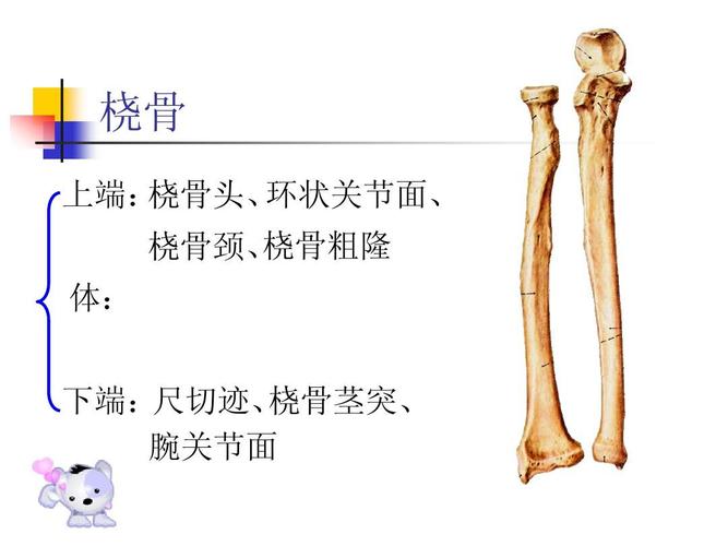 桡骨 上端: 桡骨头, 环状关节面, 桡骨粗隆 桡骨颈, 体: 下端:尺切迹