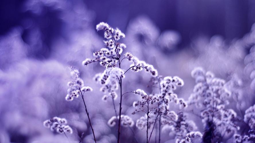 壁纸 野花,淡紫色风格 2560x1600 hd 高清壁纸, 图片, 照片