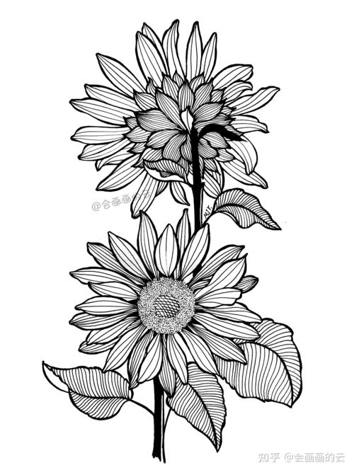 画画就是这么简单教你如何用一支笔画线描花卉