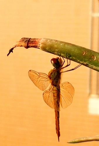 其它 凉台上的小蜻蜓小时候 抓过蜻蜓 所以 知道它的品种 福州话 叫 