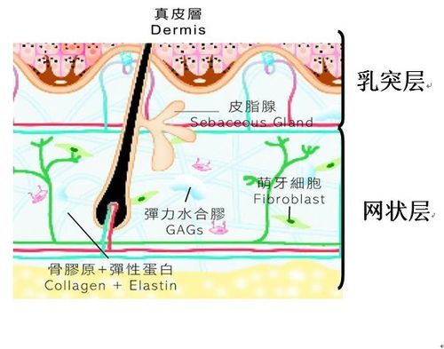 1,结构分层:真皮层根据纤维组织的形态不同可以分为乳突层和网状层