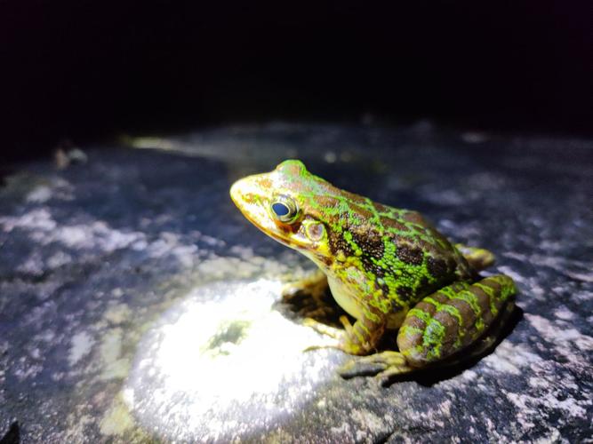 江西武夷山——黄岗臭蛙