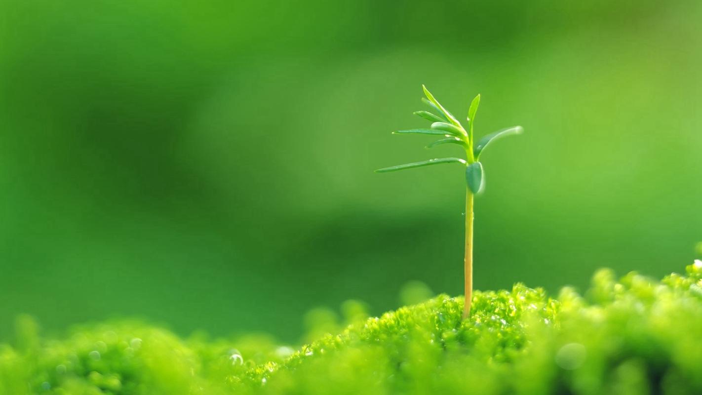 绿色植物由小琴编辑整理,是 风景壁纸中的原创作品,发表于2020-07-14