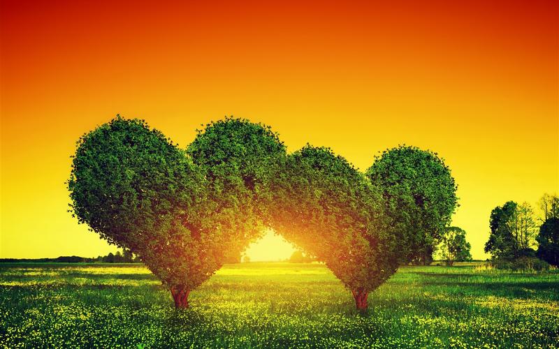 两颗爱情的心树,草,日落 壁纸 - 1440x900