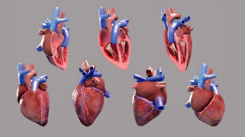 vr医学项目心脏展示南京|三维设计师victorsun75060