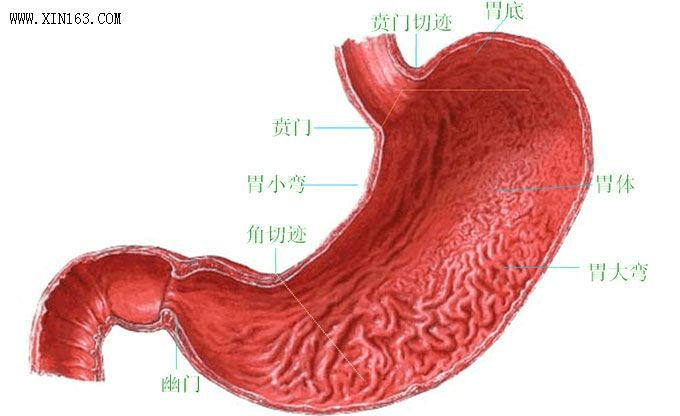 胃-人体的胃的解剖图