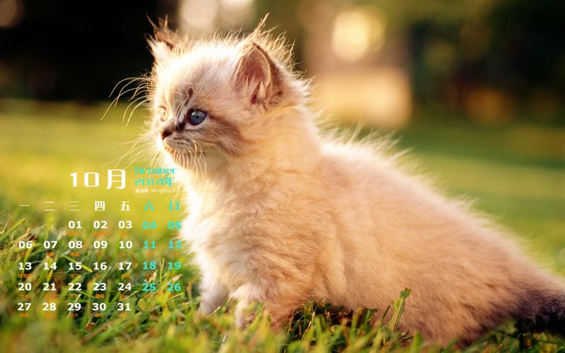 2014年10月日历可爱的小猫咪高清电脑桌面壁纸