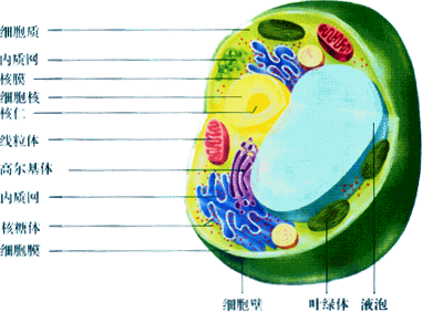 植物细胞亚显微结构模式图