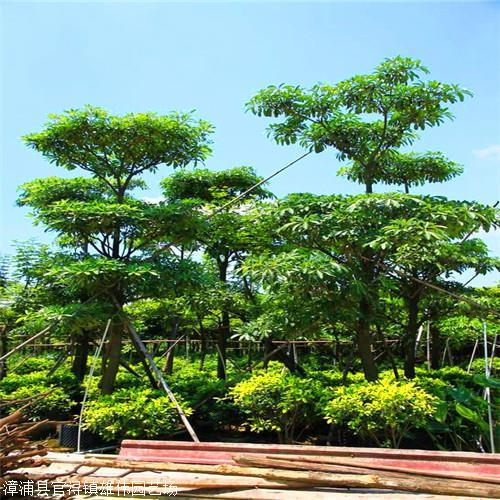 盆架子树供应商 灯架树袋苗 规格齐全 质量优