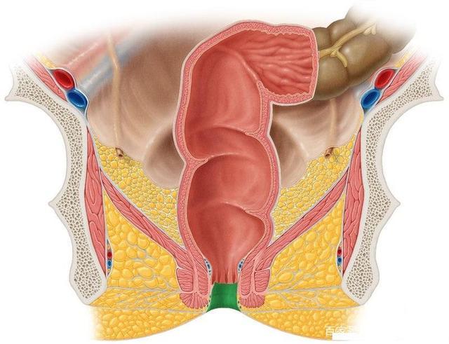 体(也是负责强化肛门肛门密闭性的肛门垫)在粘膜表面形成一些柱状褶皱