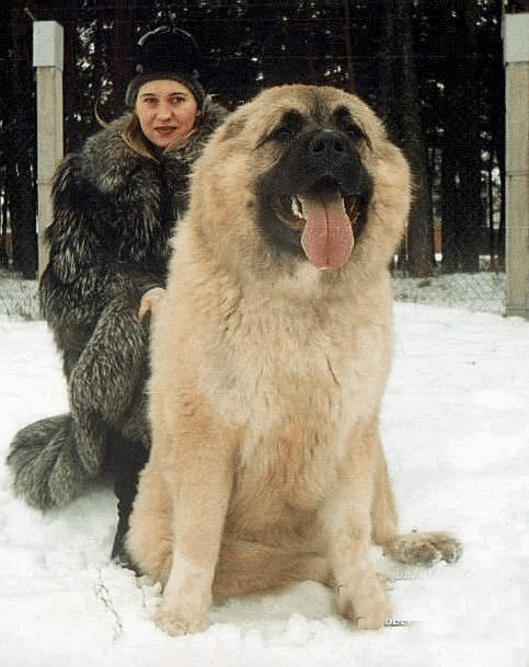 高加索犬:探秘世界上最大的狗