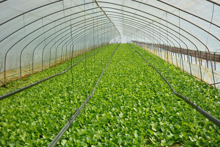 蔬菜温室大棚的造价跟温室所需的材料类型有关