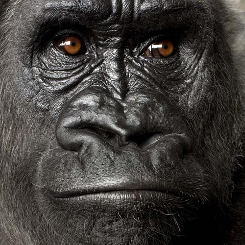 大猩猩动物高清图片