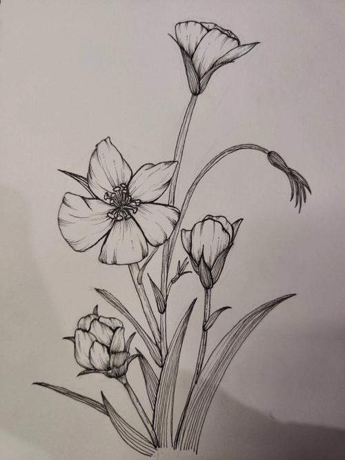 今天画一朵简单的小花朵吧针管笔手绘