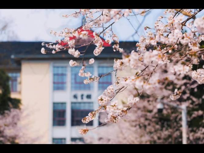 记录20152019年我在南京林业大学拍的一部分樱花