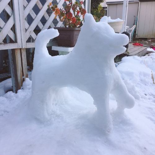 柴犬在雪地中尽情撒欢,真冻成狗了