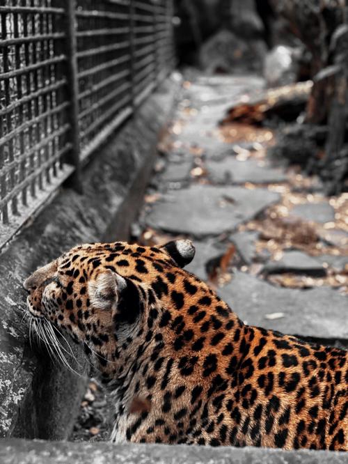 动物园的豹子