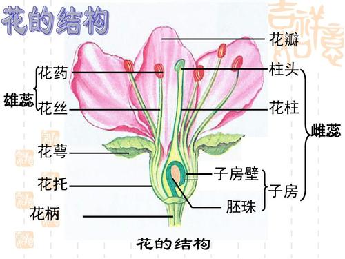 5植物的开花和结果ppt