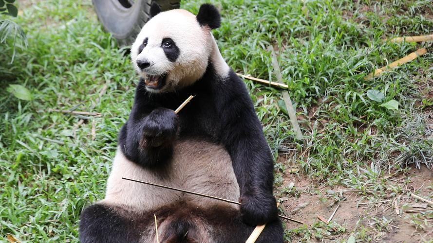 【大熊猫帅帅】帅帅对着游客吧唧吧唧吃竹