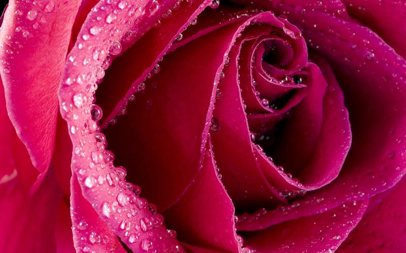 情人节唯美浪漫鲜艳红玫瑰花高清特写桌面壁纸(一)