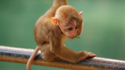 小猴子,可爱的动物 4k