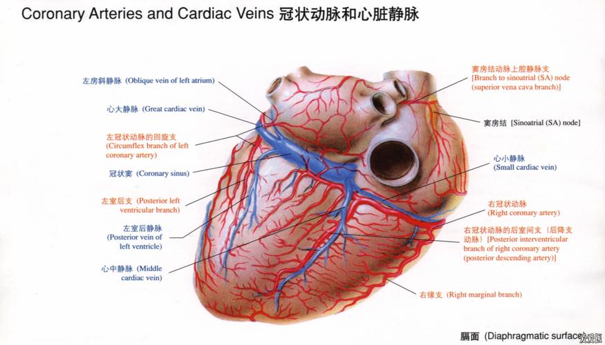 心脏解剖 - 本科教育与基础医学版