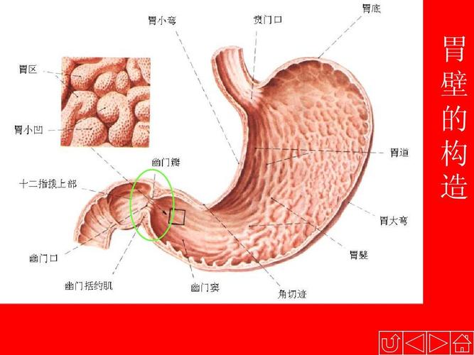 喜欢 中国营养师培训教材 年级语文 人体解剖生理学 最全人体解剖图