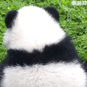 小熊猫表情包动图