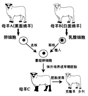 《9 克隆羊——多莉》课件小学科学冀人版五年级下册(2)
