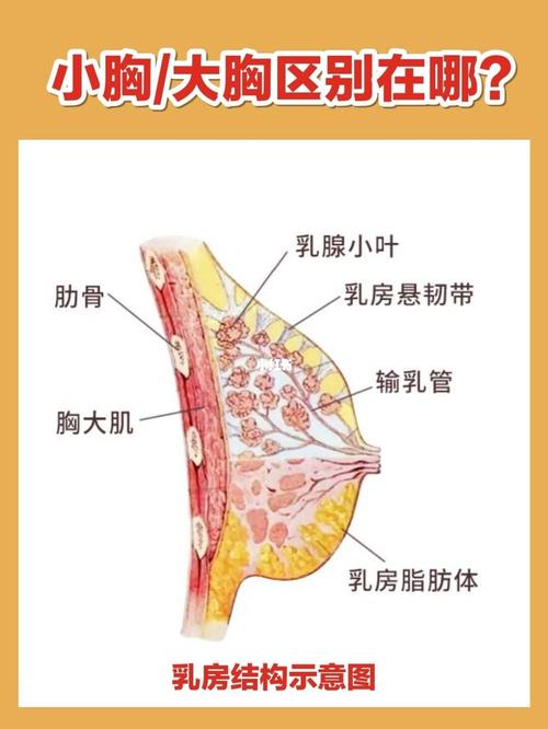 分析胸部的乳腺结构会发现,胸部是由乳腺小叶,悬韧带,输乳管,乳房脂肪