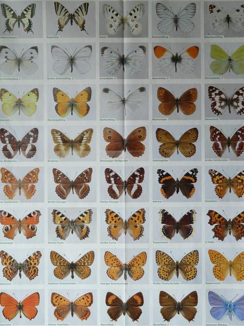 蝴蝶种类,蝴蝶,海报