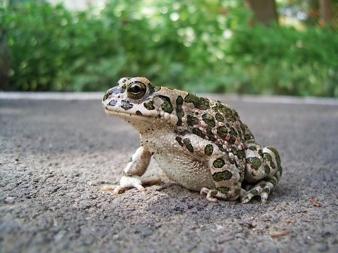小型动物马路上的青蛙蟾蜍