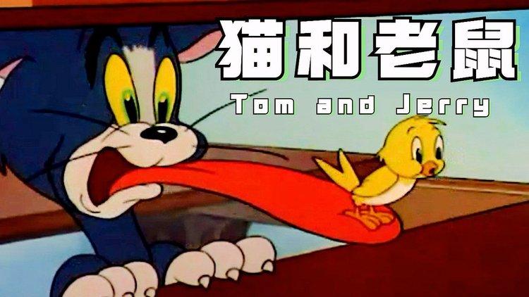 猫和老鼠汤姆捕捉杰瑞金丝雀与杰瑞互帮互助对抗汤姆
