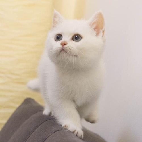 宠物幼猫活体纯种英国短毛猫纯白色英短活体宠物猫家养白色英短o
