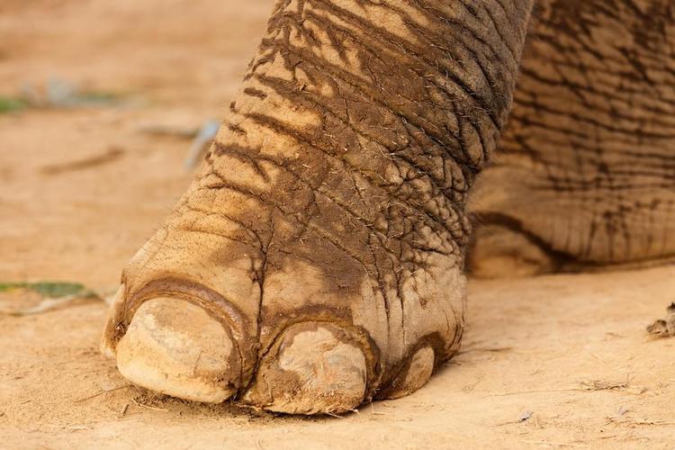 大象脚,亚洲大象脚上干淤泥土