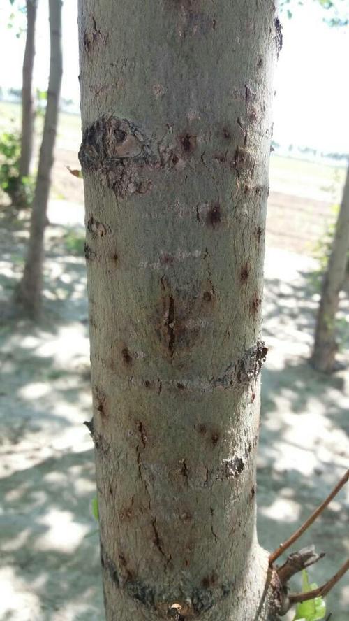 杨树上有黑斑点,像是生虫子,应该怎么办