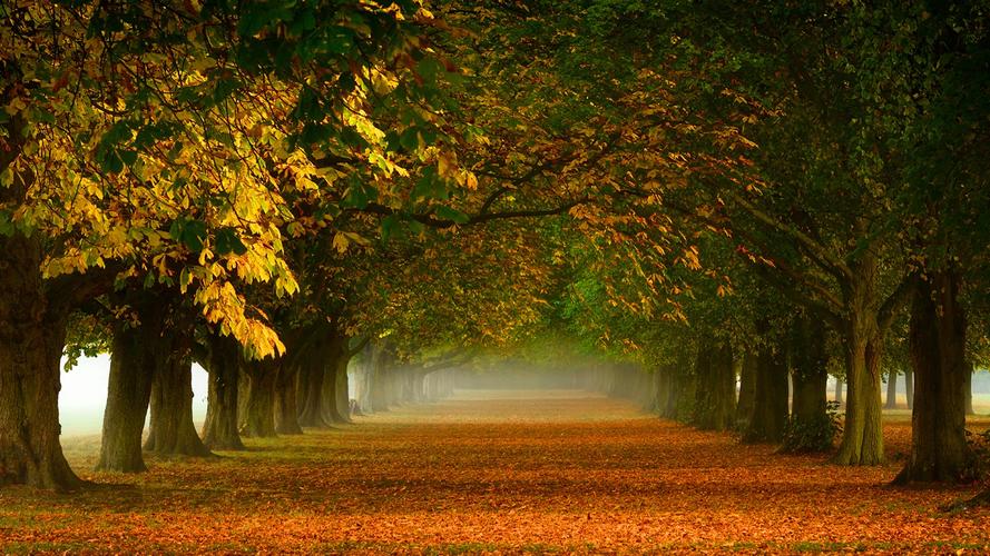 秋天树林落叶胡同拱形小路自然美丽风景桌面壁纸