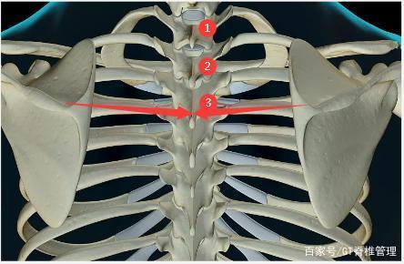来查找胸椎节段 然后,第七胸椎棘突正对肩胛骨下角的位置