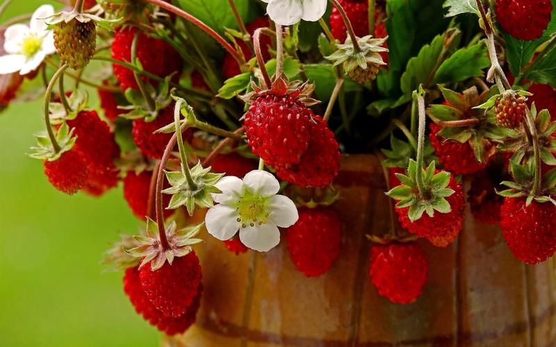壁纸 未成熟的草莓,鲜花