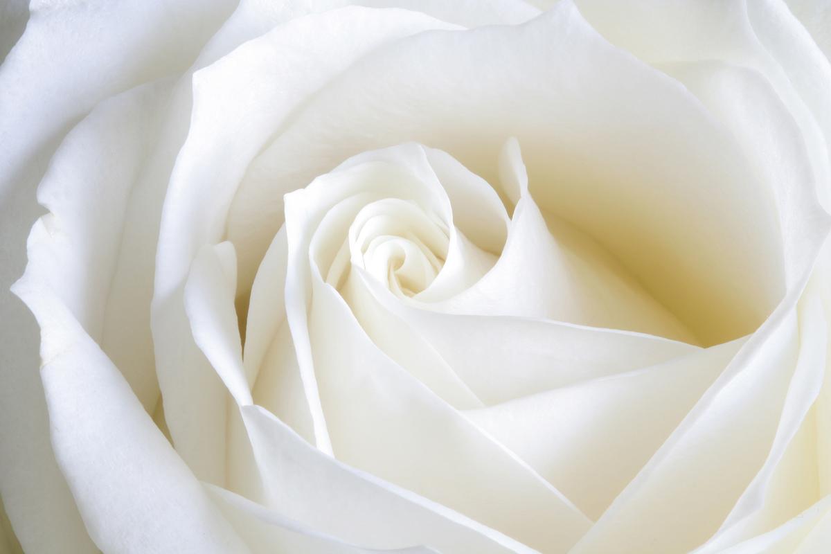 白色的玫瑰花48794_花卉写真_花卉类_图库壁纸_68design