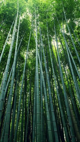 iphone 壁纸 竹,茎,叶,森林,绿色